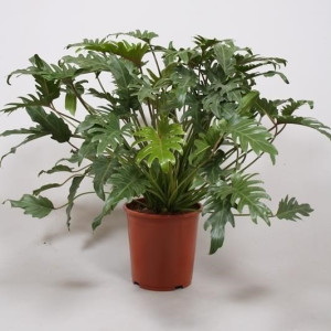 Филодендрон Ксанаду 50 см.